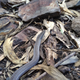 Harmless unless you are a cockroach or small skink